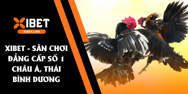 đá gà SV388 XIBET