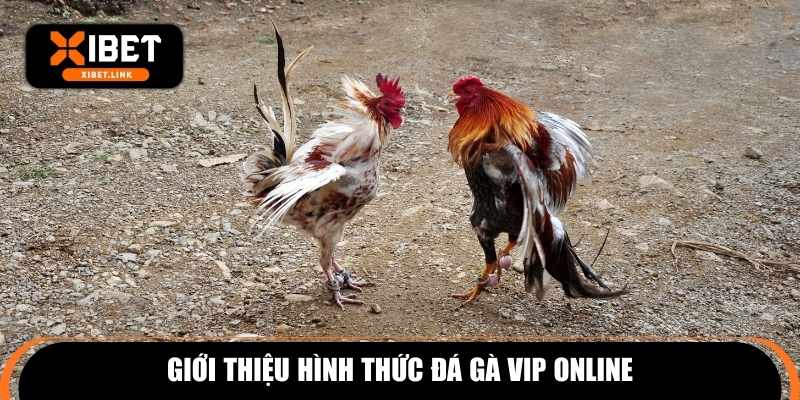 Giới thiệu hình thức đá gà VIP online