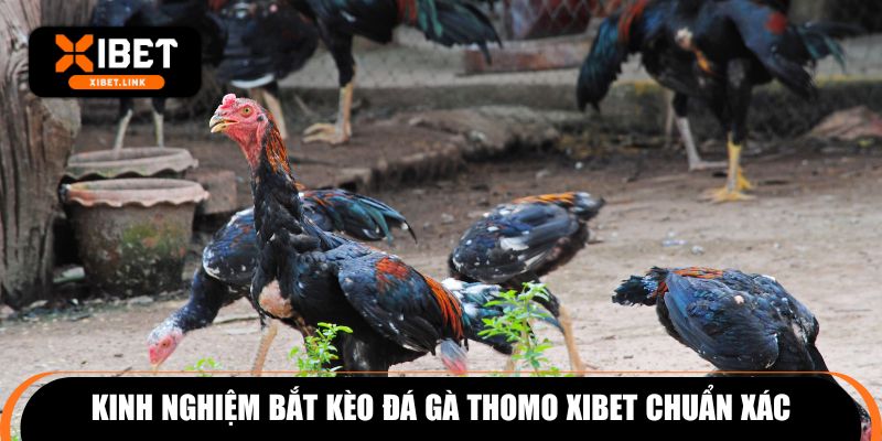 Kinh nghiệm bắt kèo đá gà Thomo XIBET chuẩn xác