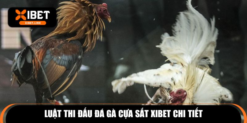 Luật thi đấu đá gà cựa sắt XIBET chi tiết