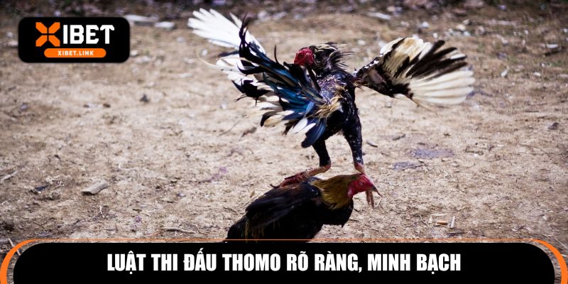 Luật thi đấu Thomo rõ ràng, minh bạch