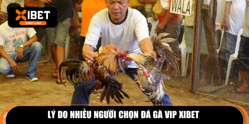 Lý do nhiều người chọn đá gà VIP XIBET 