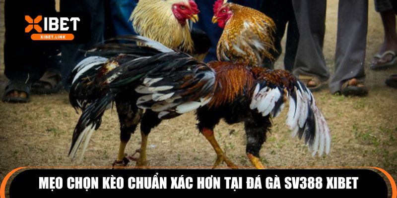 Mẹo chọn kèo chuẩn xác hơn tại đá gà SV388 XIBET