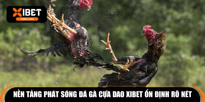 Nền tảng phát sóng đá gà cựa dao XIBET ổn định rõ nét