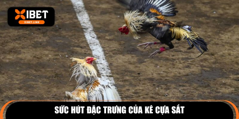 Sức hút đặc trưng của kê cựa sắt