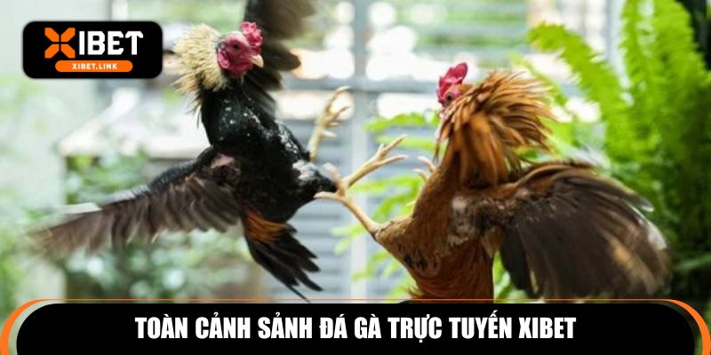 Toàn cảnh sảnh đá gà trực tuyến XIBET