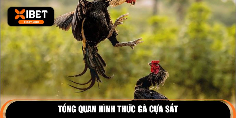 Tổng quan hình thức gà cựa sắt