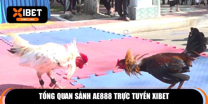 Tổng quan sảnh AE888 trực tuyến XIBET